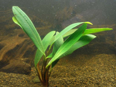 Анубиас Афцели,